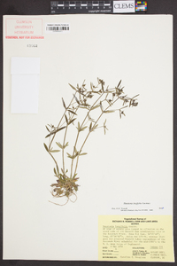 Houstonia longifolia image