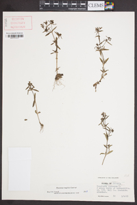 Houstonia longifolia image