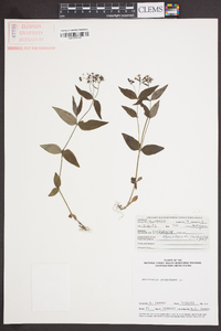 Houstonia purpurea image