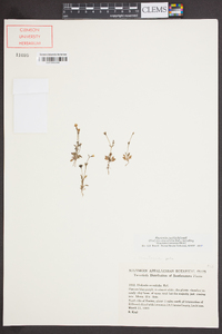 Houstonia pusilla image