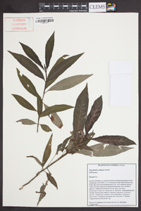 Psychotria sulzneri image