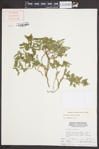 Richardia brasiliensis image