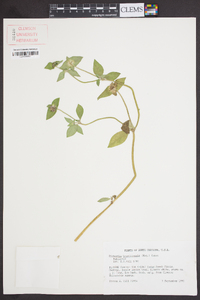 Richardia brasiliensis image
