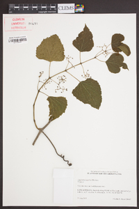 Ampelopsis cordata image