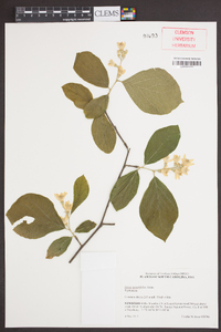 Styrax grandifolius image