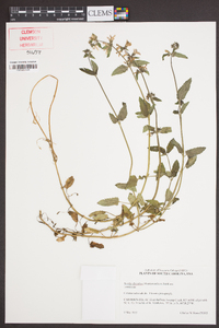 Stachys floridana image