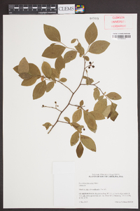 Vaccinium fuscatum image