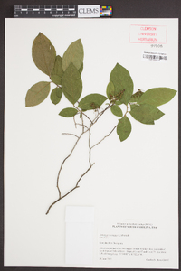 Leucothoe racemosa image