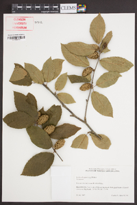 Betula alleghaniensis image