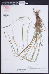 Carex virescens image