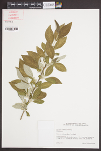 Elaeagnus umbellata image