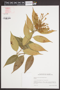 Leucothoe fontanesiana image