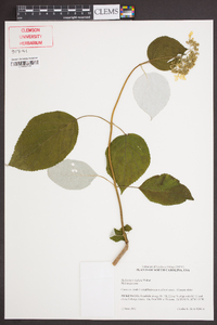 Hydrangea radiata image