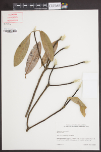 Magnolia virginiana image