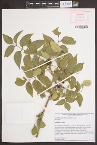 Zanthoxylum clava-herculis image