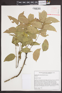 Zanthoxylum clava-herculis image