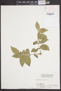 Zanthoxylum clava-herculis image