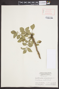 Zanthoxylum clava-herculis image