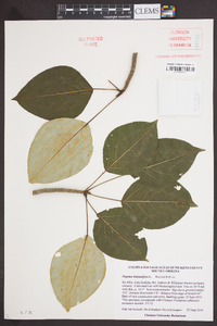 Populus balsamifera image