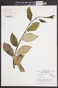 Populus x canadensis image