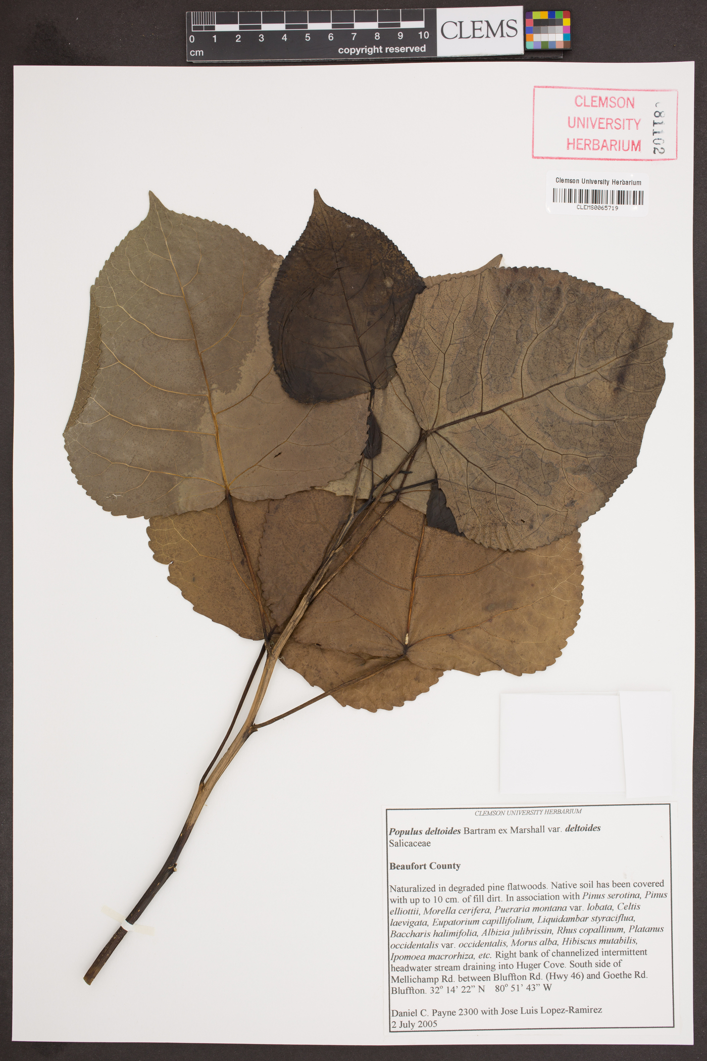 Populus deltoides var. deltoides image
