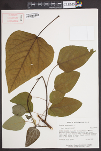 Populus heterophylla image