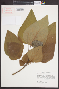 Populus heterophylla image