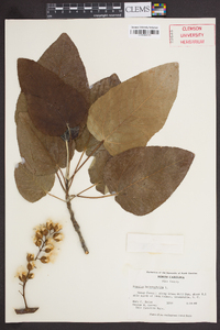 Populus heterophylla image