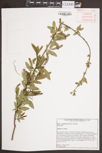 Salix caroliniana image