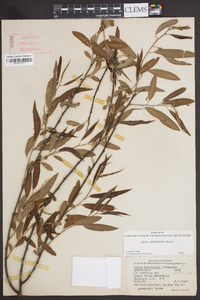 Salix caroliniana image