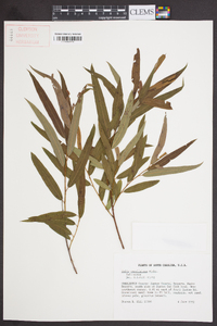 Salix caroliniana image