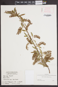 Salix caroliniana image