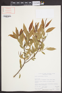 Salix caroliniana image