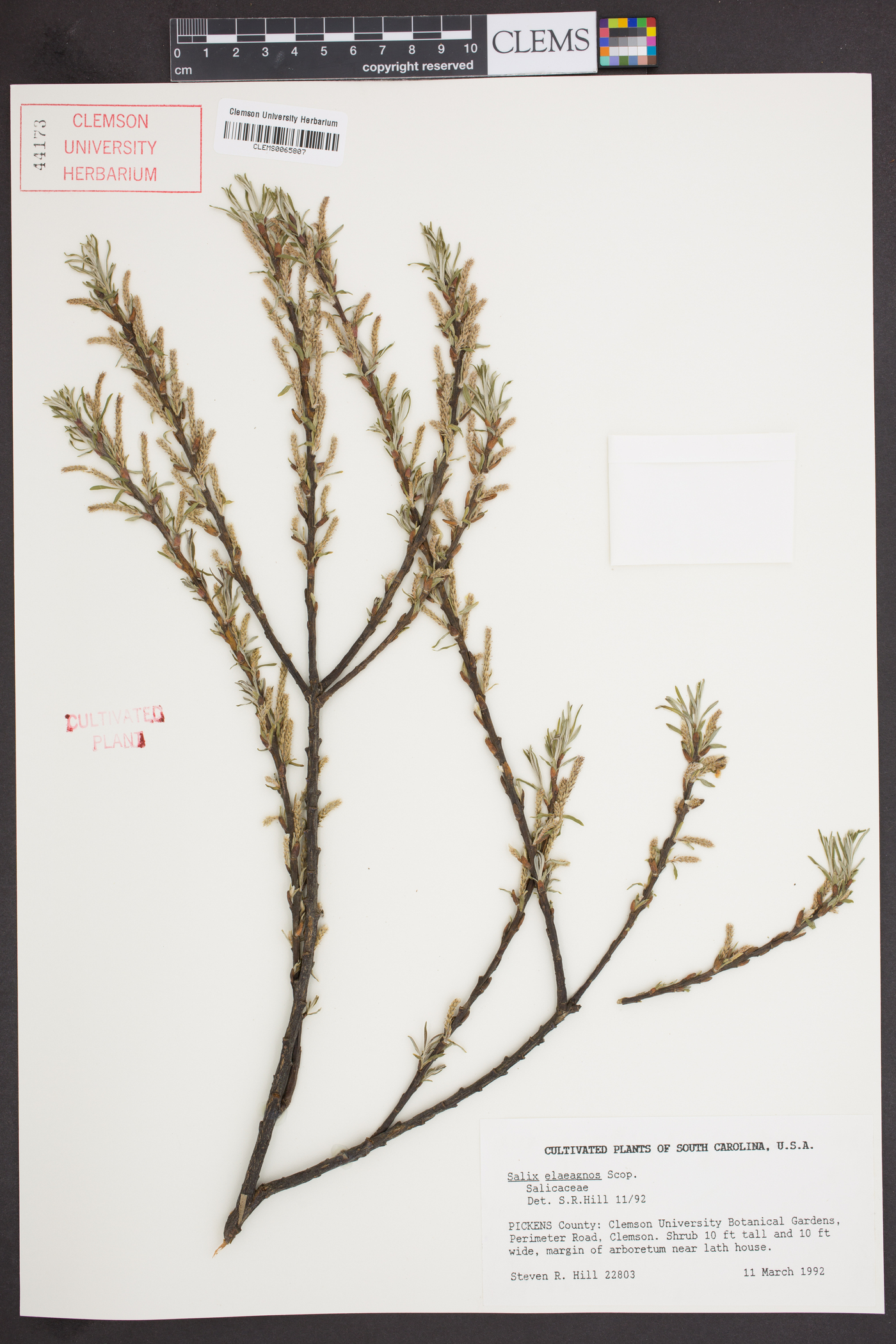 Salix elaeagnos image