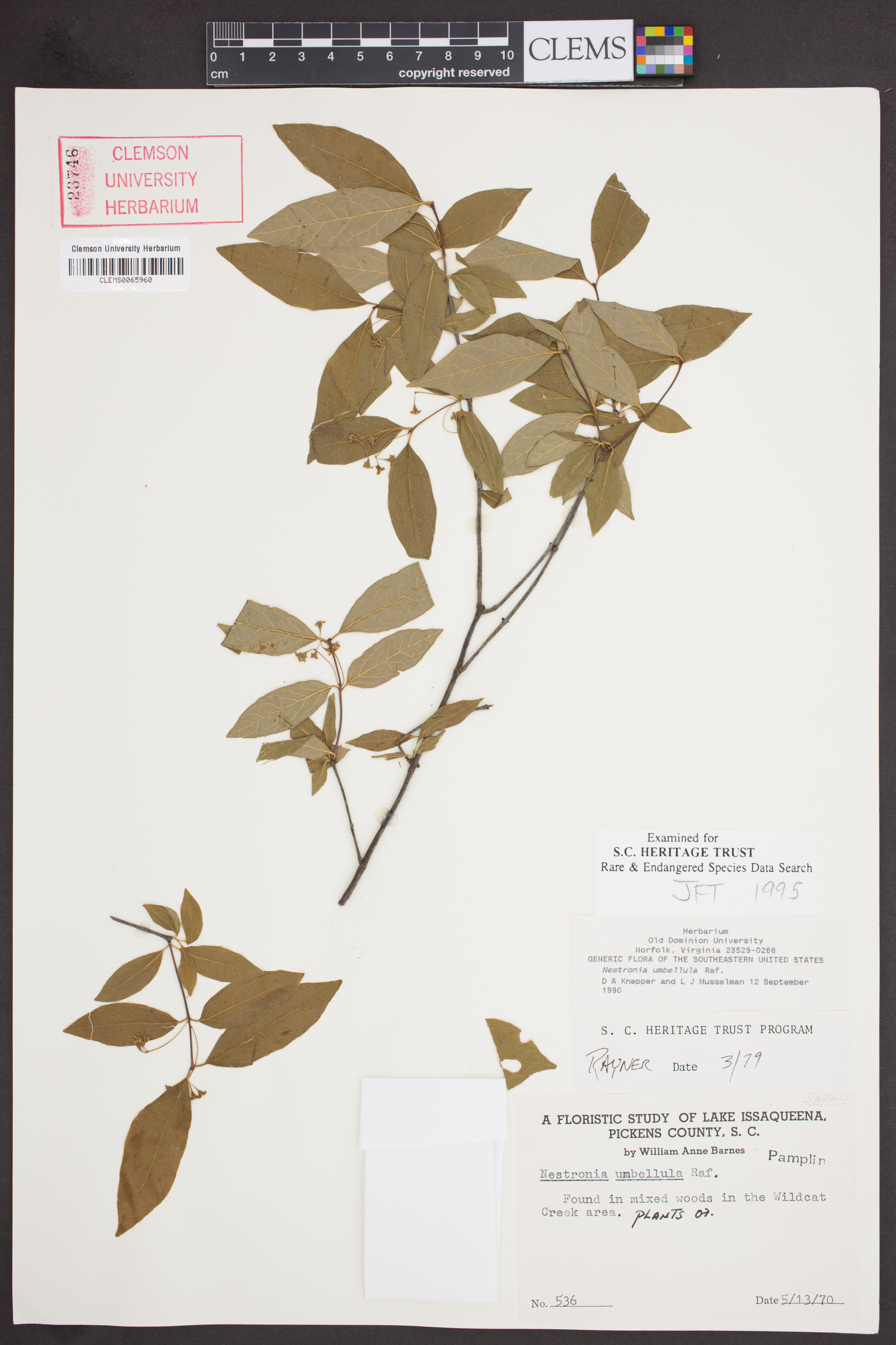 Nestronia umbellula image