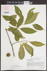 Pyrularia pubera image