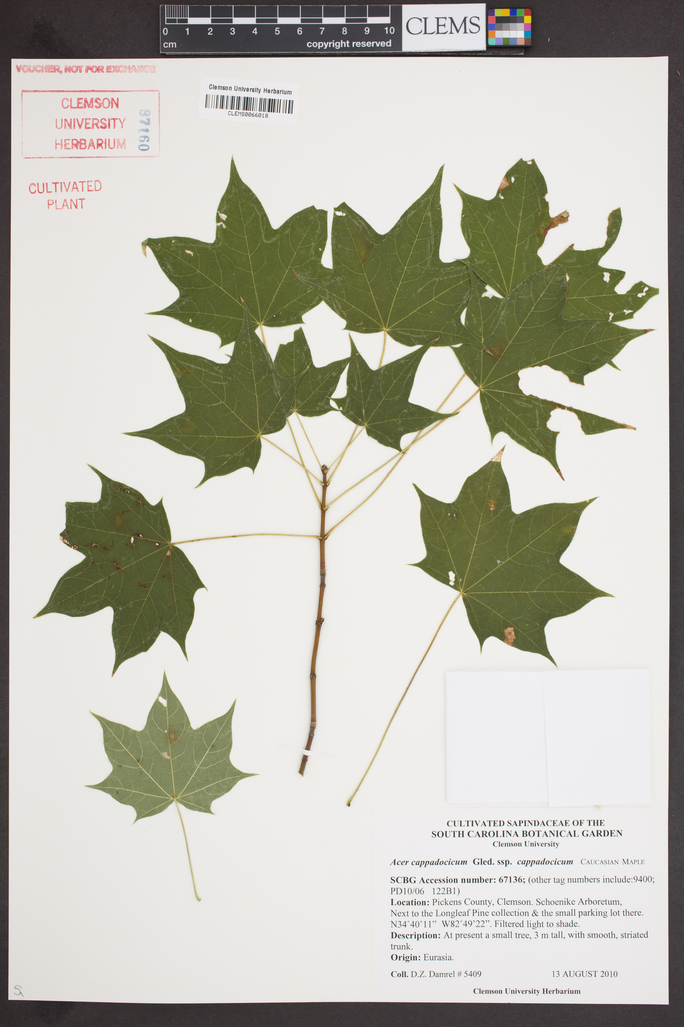Acer cappadocicum image