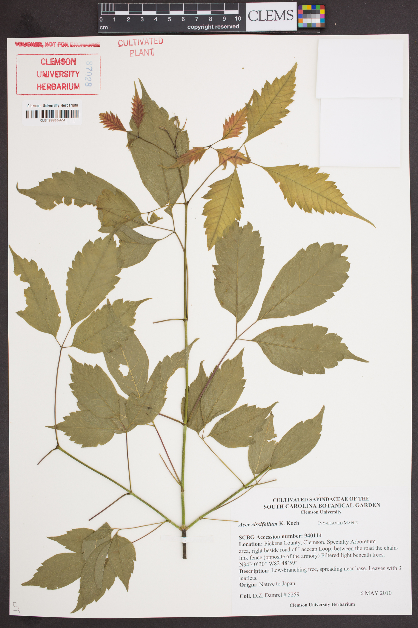 Acer cissifolium image
