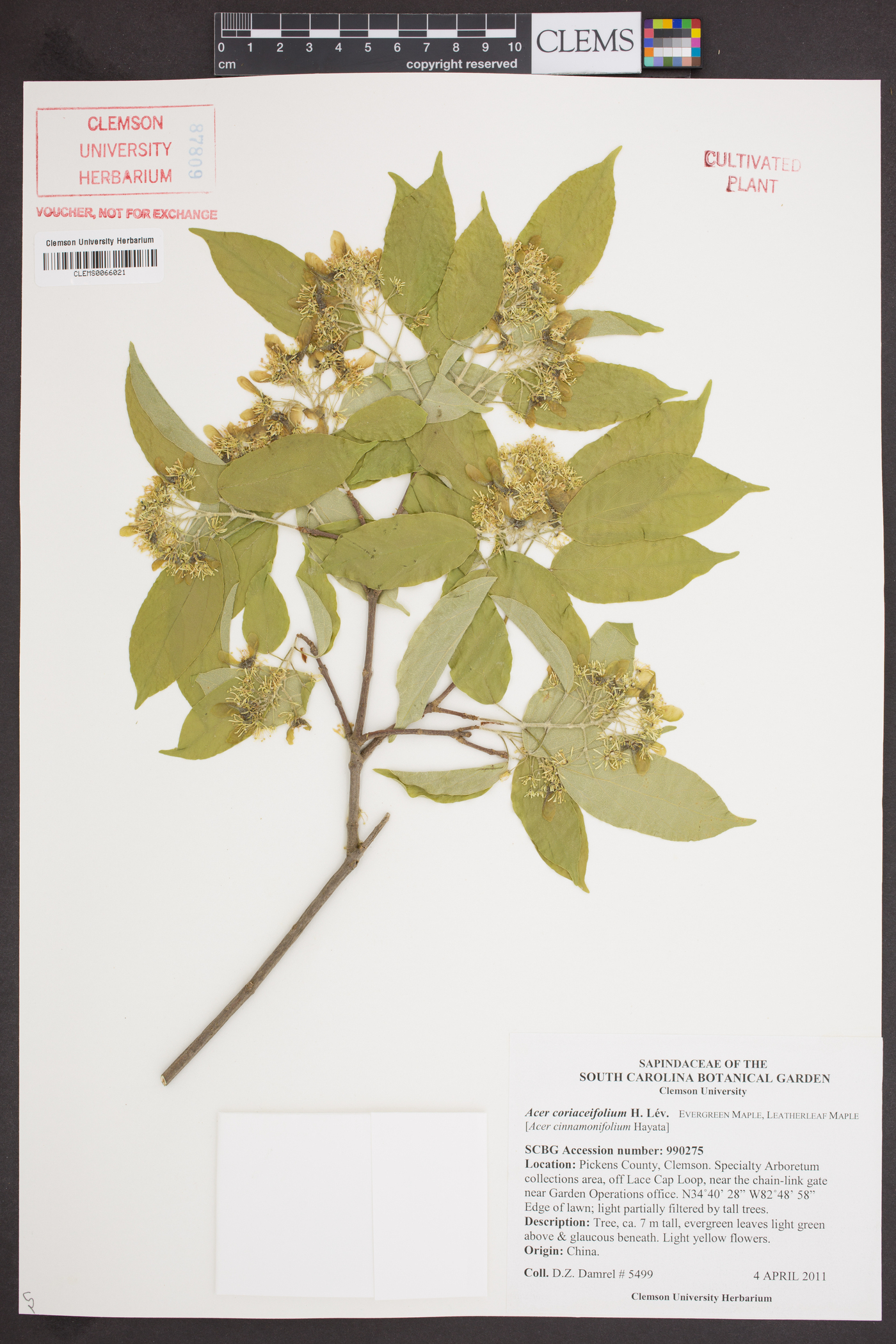 Acer coriaceifolium image