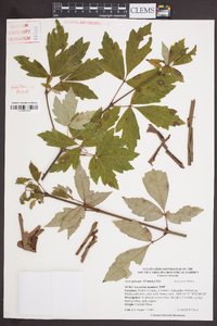 Acer griseum image