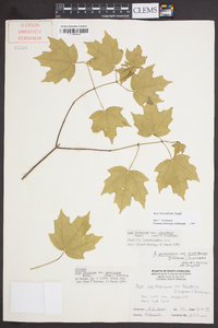 Acer leucoderme image