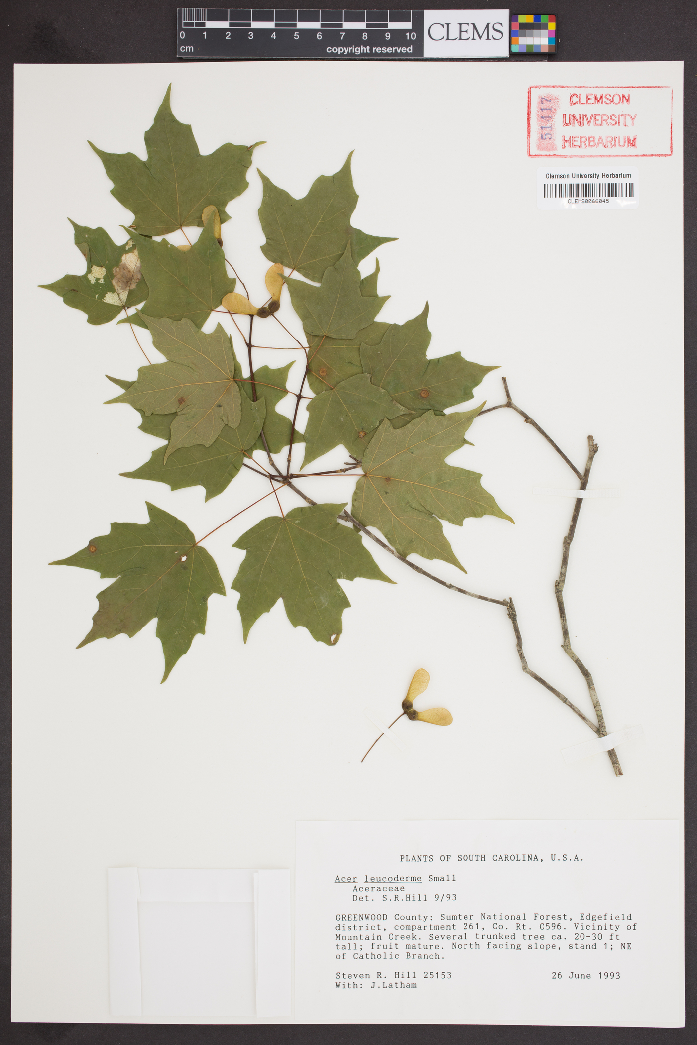 Acer leucoderme image