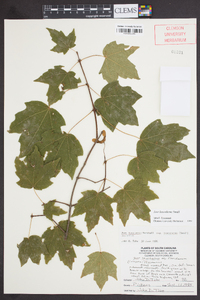 Acer leucoderme image