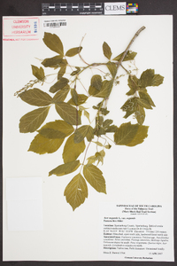 Acer negundo var. negundo image