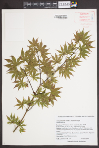 Acer palmatum image