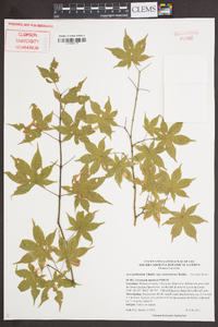 Acer palmatum subsp. matsumurae image