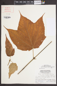 Acer pensylvanicum image