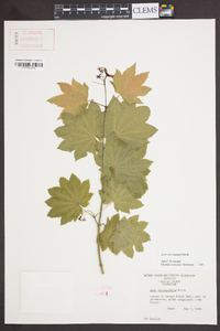 Acer circinatum image