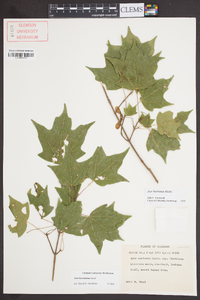 Acer leucoderme image