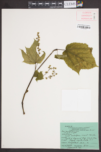 Acer pensylvanicum image